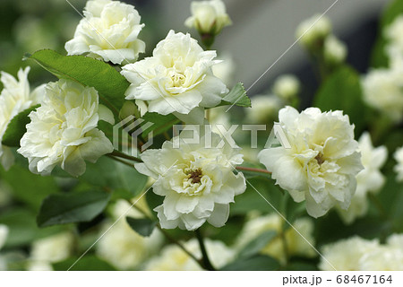 白い木香薔薇(モッコウバラ)が清楚で可愛い 白い木香薔薇(モッコウバラ)が清楚で可愛い 68467164