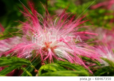 初夏:木の花:トキワネム:タイエアンネム:山田池公園 初夏:木の花:トキワネム:タイエアンネム:山田池公園 68467350