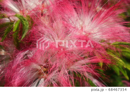 初夏：木の花：トキワネム：タイエアンネム：山田池公園 68467354