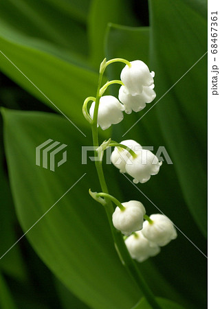 鈴蘭 スズラン の花が清楚で可愛いの写真素材