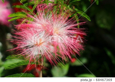 初夏:木の花:トキワネム:タイエアンネム:山田池公園 初夏:木の花:トキワネム:タイエアンネム:山田池公園 68467369