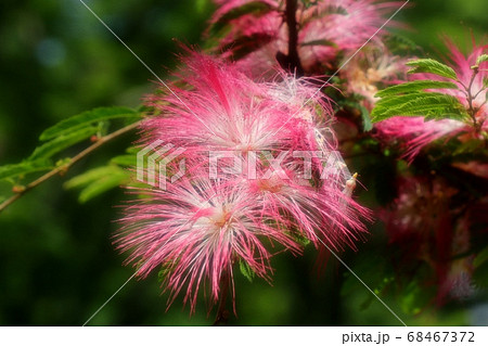 初夏：木の花：トキワネム：タイエアンネム：山田池公園 68467372