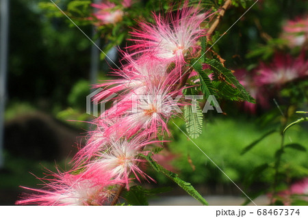 初夏:木の花:トキワネム:タイエアンネム:山田池公園 初夏:木の花:トキワネム:タイエアンネム:山田池公園 68467374