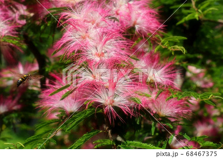 初夏：木の花：トキワネム：タイエアンネム：山田池公園 68467375