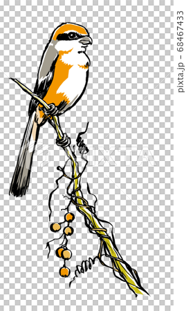 実を付けたヘクソカズラが巻き付く枯れ枝に泊まる百舌鳥 筆描き・マット塗り 実を付けたヘクソカズラが巻き付く枯れ枝に泊まる百舌鳥 筆描き・マット塗り 68467433