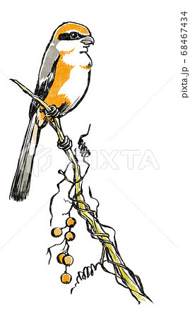 実を付けたヘクソカズラが巻き付く枯れ枝に泊まる百舌鳥　版画風 68467434