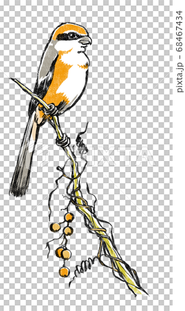 実を付けたヘクソカズラが巻き付く枯れ枝に泊まる百舌鳥　版画風 68467434