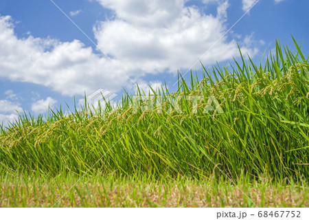 夏の稲穂の写真素材