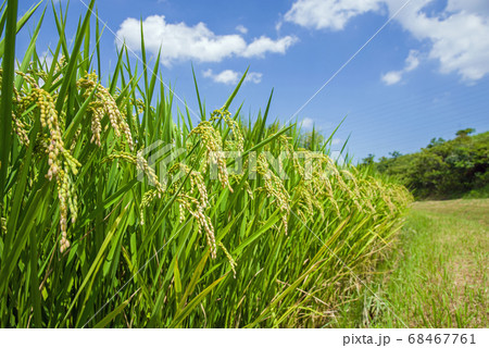 夏の稲穂 68467761