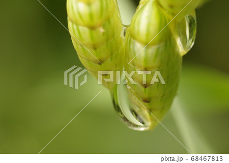 コバンソウ(小判草)に付いた雫が清々しい コバンソウ(小判草)に付いた雫が清々しい 68467813