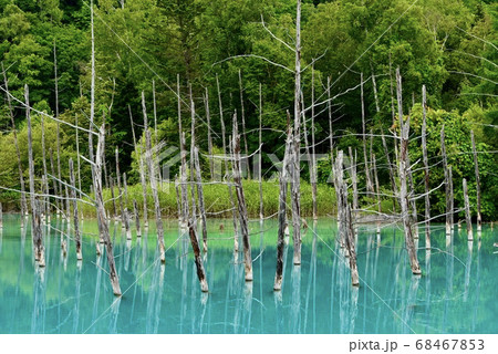 美瑛　青い池 68467853