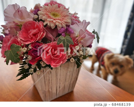 花と犬 花と犬 68468139