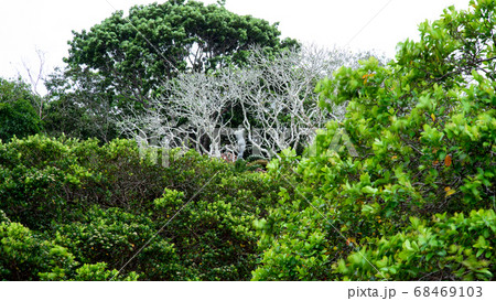 ルヌガンガの白い木　スリランカ 68469103