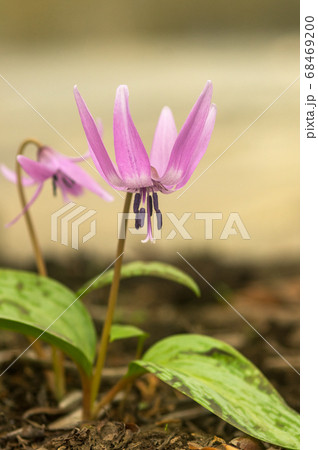 花の魅力・カタクリ 68469200