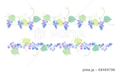 水彩で描いたブドウのライン 水彩イラスト 水彩で描いたブドウのライン 水彩イラスト 68469796