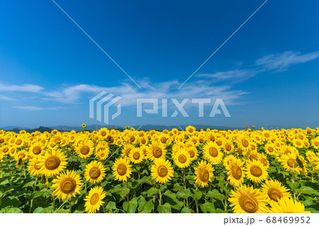 山元町のひまわり畑（やまもとひまわり祭り）　宮城県山元町 68469952