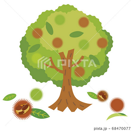 Chestnut Tree Icon That Bears Fruit In Autumn Stock Illustration 68470077 Pixta