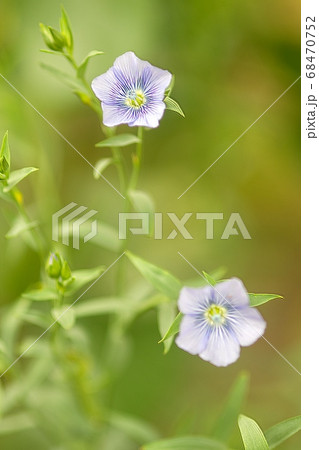 亜麻の花が咲くころの写真素材