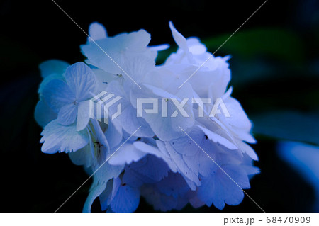 井の頭公園の紫陽花 井の頭公園の紫陽花 68470909