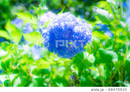 井の頭公園の紫陽花 68470910