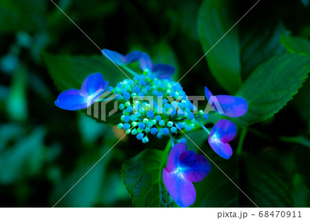 井の頭公園の紫陽花 68470911