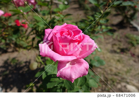 バラ　薔薇　ばら 68471006
