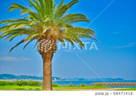 ヤシの木と青空と海 吉良ワイキキビーチ ヤシの木と青空と海 吉良ワイキキビーチ 68471418