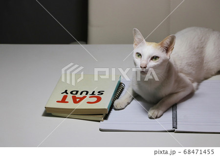 White cat laying down on the notebook with cat study book. White cat laying down on the notebook with cat study book. 68471455