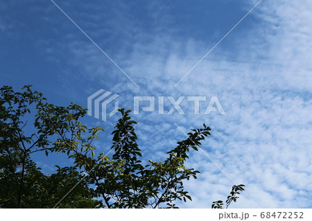 青空と樹木 68472252