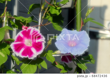 夏の花:あさがお:庭の花壇 夏の花:あさがお:庭の花壇 68472436