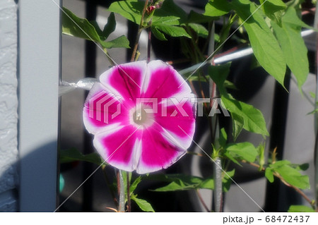 夏の花:あさがお:庭の花壇 夏の花:あさがお:庭の花壇 68472437