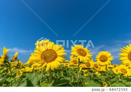 山元町のひまわり畑（やまもとひまわり祭り）　宮城県山元町 68472593