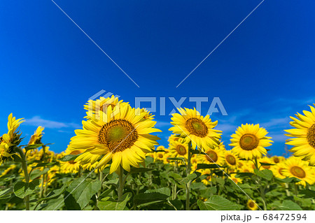 山元町のひまわり畑（やまもとひまわり祭り）　宮城県山元町 68472594