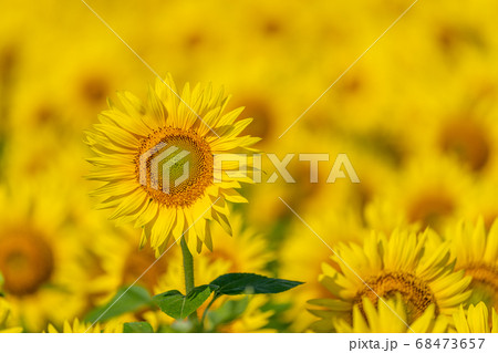 山元町のひまわり畑(やまもとひまわり祭り) 宮城県山元町 山元町のひまわり畑(やまもとひまわり祭り) 宮城県山元町 68473657