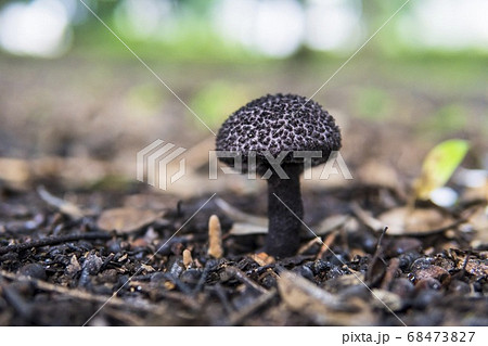 オニイグチorオニイグチモドキ／カサに水滴が付いた黒いキノコの写真