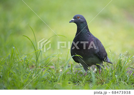 公園でくつろぐ鳩 68473938