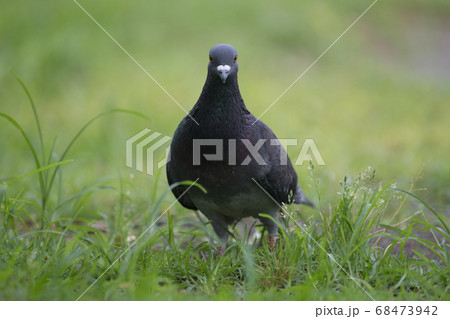 公園でくつろぐ鳩 68473942