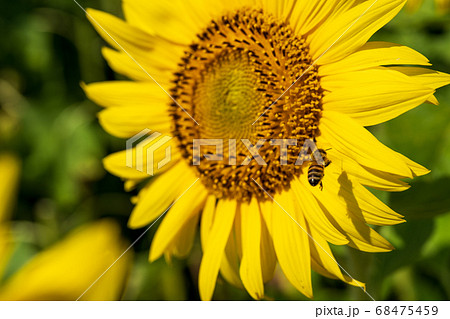 山元町のひまわり畑（やまもとひまわり祭り）とミツバチ　宮城県山元町 68475459