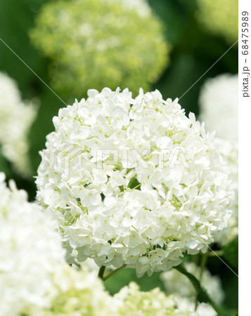 白いアジサイの花の写真素材