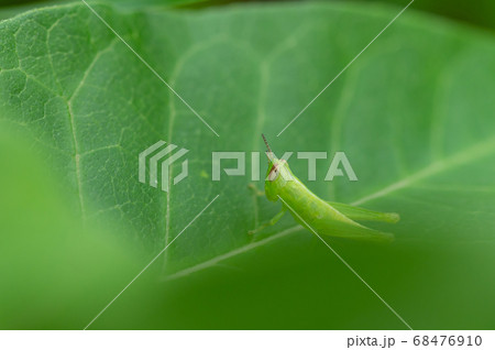 コバネイナゴの幼虫の写真素材