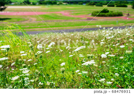 ノラニンジン咲く淀川の土手 ノラニンジン咲く淀川の土手 68476931