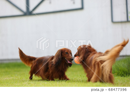 庭で遊ぶダックスフンド 庭で遊ぶダックスフンド 68477396