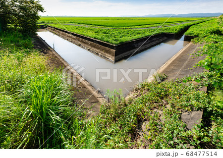 農業用水路と出穂期の田の風景 68477514