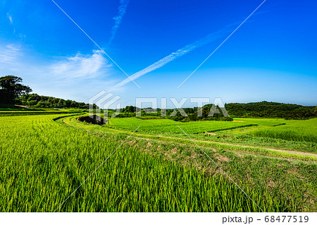 出穂期の棚田の風景 68477519