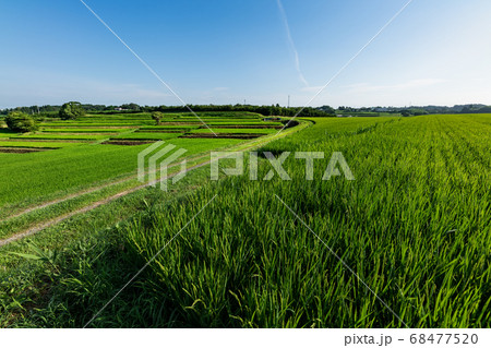 出穂期の棚田の風景 68477520