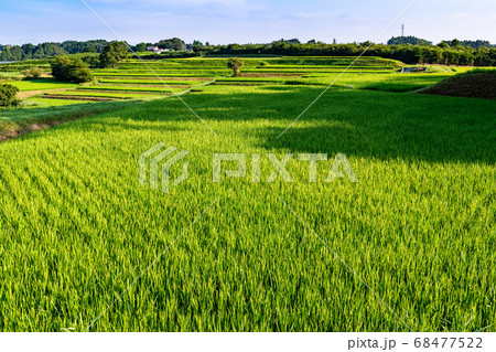 出穂期の棚田の風景 出穂期の棚田の風景 68477522