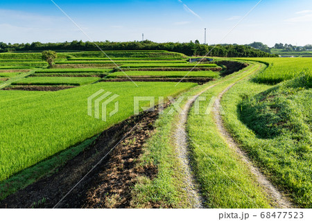 出穂期の棚田の風景 68477523
