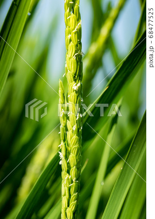 稲の花 68477525