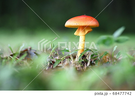 緑のボケと赤い傘のタマゴタケ 68477742