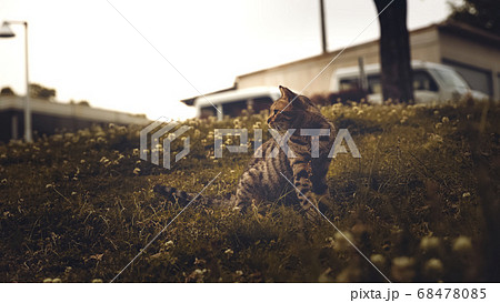 ねこ 68478085